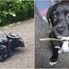 Teacher Finds Puppy Tied Inside Trash Bag On Quiet Country Road