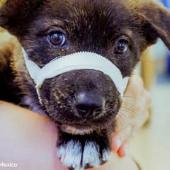 Tiny Puppy Levi Hit by Car Faces Pain No Baby Should Know