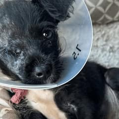 Shelter Puppy In Severe Pain Faced A Heartbreaking Fate