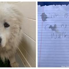 Senior Dog Was Left Outside A Shelter With A Note That Broke Every Heart