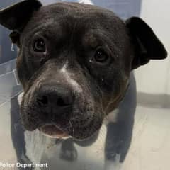 Sweet Mama Dog Cassie Endured The Unthinkable Before Help Arrived