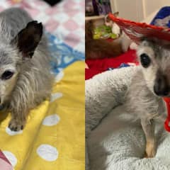 Everyone Expected This Senior Dog To Fade Away But He Had One More Story To Tell