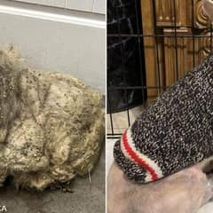 Texas Rescue Dog Found in Cornfield Covered in Matted Fur Finally Gets Help