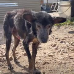 Owner Requested Euthanasia But Rescuers Stepped In With Hope Instead