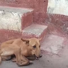 Stray Dog With Bone Stuck In His Mouth Finally Gets Help And Gentle Care