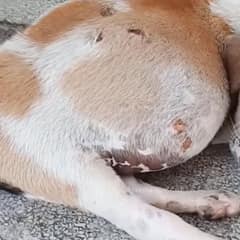 Puppy Bean Was Left In A Box With A Swollen Belly And Broken Hope