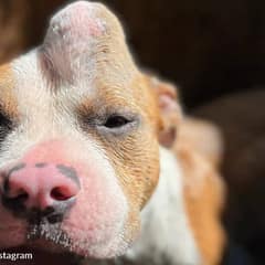 Young Pit Bull With Huge Head Lump Waited Alone For Someone To Care
