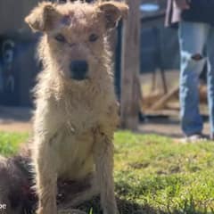 Small Dog Nearly Dies After Backyard Attack, But Love Refuses To Let Him Go