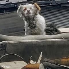 Dumped Dog Slept On A Burnt Couch Until A Retired Firefighter Saved Her