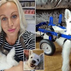 Paralysed Puppy Finally Feels Freedom Thanks To A Wheelchair And Kind Strangers