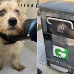 Dog Thrown Away Before Christmas Finds Home With His Rescuer