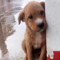 Lonely Dog Stayed Still On Cold Ground Until Love Found Him