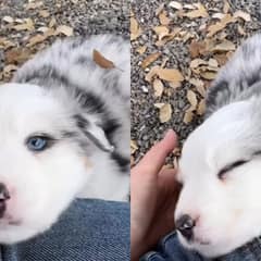 Stray Dog Waited In Silence While Life Passed Him By