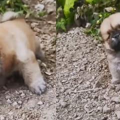 Lonely Puppy Waits In Silence Until A Stranger Changes His Life