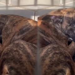 Heartbroken Dog Was Ready To Give Up Until Love Finally Found Him