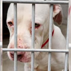 Heartbroken Dog Sadie Waited In Silence Until Hope Found Her Again