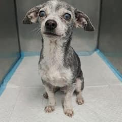 Senior Dog Was Surrendered at 12 and Stood Still in Her Cage Until Hope Returned