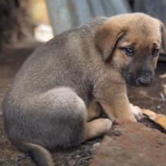 Tiny Stray Puppy Sits Alone In Rubble Until A Kind Human Stops For Him