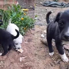 Stray Puppy Sits Alone In Dirt, Hoping Someone Will Finally Love Him