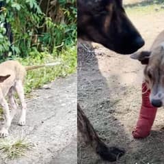 Stray Dog With Broken Looking Legs Waited For Help And His Recovery Was A Miracle