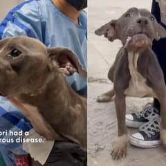 Starving Pittie Battles Cancer And Finds A Forever Mom Who Beat The Same Fight