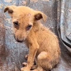 Forgotten Stray Dog Endured The Cold Alone Before Finding Safe Arms