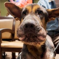 Severely Swollen And Starving Dog Abandoned At Emergency Room