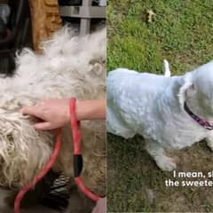 Scared Dog Lived Alone For Years Before Finally Letting Humans Help