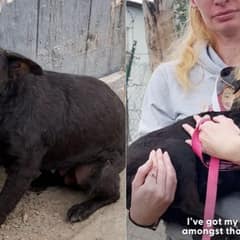 Senior Dog Left Trembling In Doorway Finally Finds Gentle Love