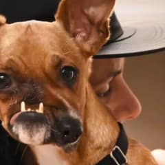 The Dog No One Understood Just Wanted To Be Loved