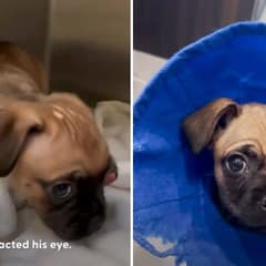 Tiny Puppy Jax Suffered In Silence With A Shattered Eye