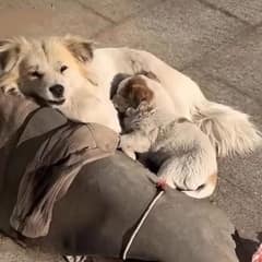 Heartbroken Stray Dogs Finds Comfort in the Arms That Save Them