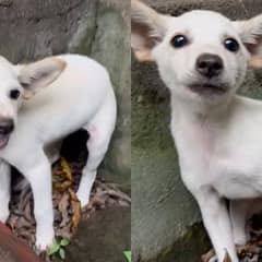 Tiny Shaking Puppy Rescued With Nothing But Gentle Love