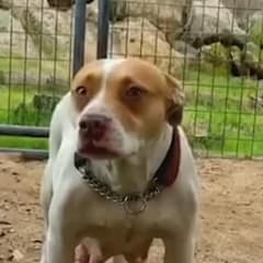 Pregnant Pit Bull Trembled In A Kennel Until A Foster Opened The Door To Hope