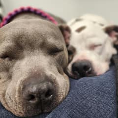 Pregnant Shelter Dog Gives Birth Beside The Sister She Thought She Lost