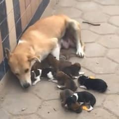 Abandoned Mama Dog Tried To Keep Her Puppies Alive On The Street