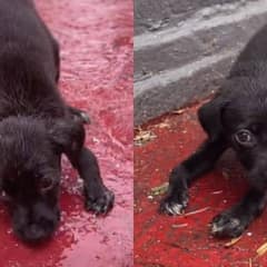 The Puppy Who Waited In The Rain For Someone To Care