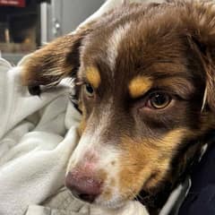 Family Watches In Tears As Their Puppy Stands Stranded On Ice