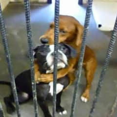 The Heartbreaking Kennel Hug That Saved Two Sweet Souls