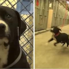 Death Row Dog Benny Jumps When He Learns He Is Finally Chosen