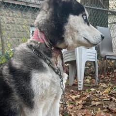 Dog Left Tied To Fence With Severe Neck Wound Still Waits For Love