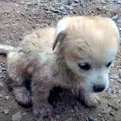 A Helpless Puppy Trembled In The River Without Hope