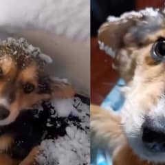 Broken Stray Dog Learned To Trust Again After Being Found