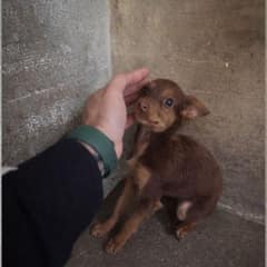 Lonely Shelter Dog Clings to the First Kind Touch