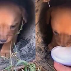 Stray Puppy Learned What Love Felt Like After Losing Everything