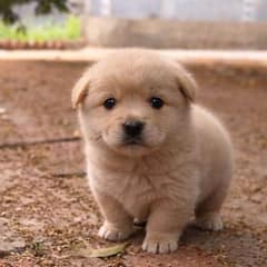 Tiny Abandoned Pup Wobbles Alone On Cold Wet Bricks