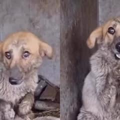 Stray Dog Sits Alone and Begs With His Paws for Someone to Love Him
