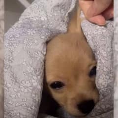 Tiny Puppy Found Shivering On The Street Finally Feels Safe In Loving Arms