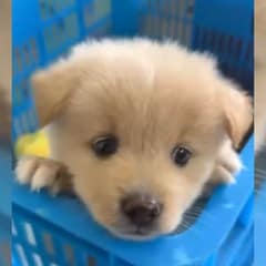 Tiny Puppy In A Blue Basket Quietly Begs For Love Until Kind Hands Rescue Him