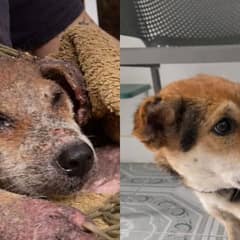 Scared Hairless Stray Dog Finally Finds Love After A Painful Life On The Streets